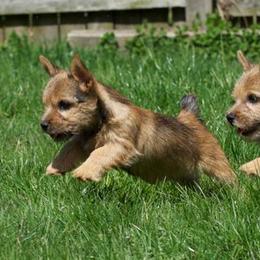 Labrador Retriever and Norwich Terrier Puppies from Rockycreek