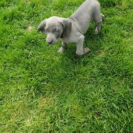 Weimaraner Puppies from Miller's Weimaraners