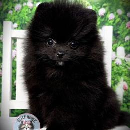 AKC Truffle - Black male Pomeranian puppy in Oklahoma City, Oklahoma from Belle House Pomeranians