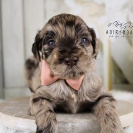 Bernedoodle, Goldendoodle, and Schnoodle Puppies from Adirondack Poodles Goldendoodles,Bernedoodles & Schnoodles