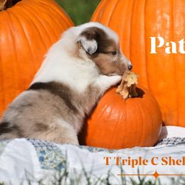 Patsy Kline - Sable merle and white female Shetland Sheepdog puppy in Gladbrook, Iowa from T Triple C Shelties
