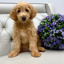 Witt - Light golden male Double Doodle puppy in Lagrange, Georgia from Abbott Mini Doodles