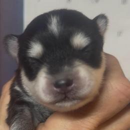 Suzy Q - Black and white female Pomsky puppy in Spring Hill, Florida from PDQ Pomskies