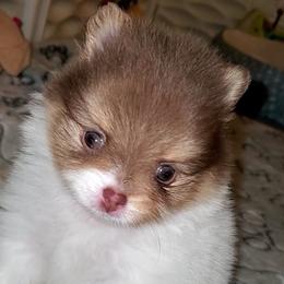 Parti Princes - Chocolate parti female Pomeranian puppy in Forsyth, Illinois from Amazing Grace Pomeranians