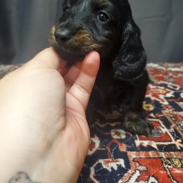 Dutch - Black and tan male Dachshund puppy in Pasco, Washington from G & G Kennel