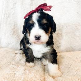 Girl 1 - female Bernedoodle puppy in Kamas, Utah from A + E Farms