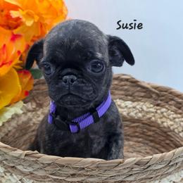 Susie - Purple Collar - Brindle female Pug puppy in Olin, North Carolina from Piggy Pugs