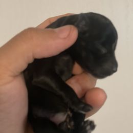 Girl 2 - Miniature Schnauzer puppy in Upland, California from Rising Minis of Upland