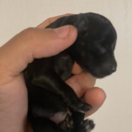 Girl 2 - Miniature Schnauzer puppy in Upland, California from Rising Minis of Upland