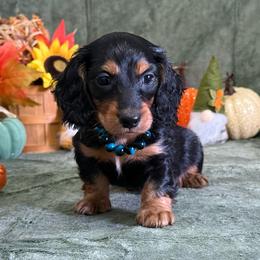 Barrett - Black and tan male Dachshund puppy in Lincoln, Arkansas from Red Dirt Dachshunds