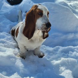 Birdie - Basset Hound