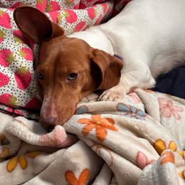 Clee - Dachshund