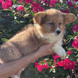 Doll 2 fluffy - Fawn female Pembroke Welsh Corgi puppy in Huntington Beach, California from Gingerbread