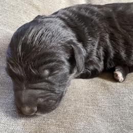 Boy 4 - male Aussiedoodle puppy in Churchville, New York from Bluebird Family Farm