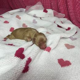 Boy 1 - Cream male Dachshund puppy in Lake City, Florida from My Ditzy Doxies of Florida