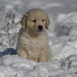 Bernese Mountain Dog, Golden Mountain Dog, and Golden Retriever Puppies from Grateful Bernese & Gage's Goldens