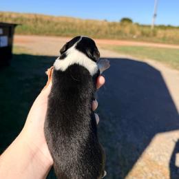 Girl 1 - Black tri-color female Australian Shepherd puppy in Cushing, Oklahoma from Little Pastures Australian Shepherds