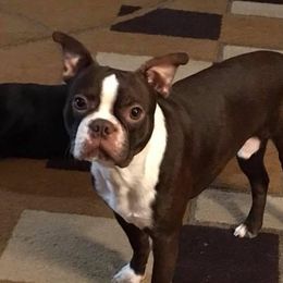 DJ - Boston Terrier