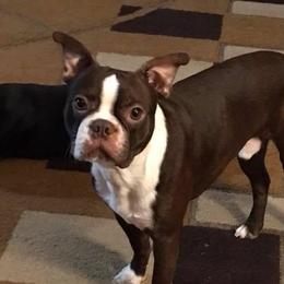DJ - Boston Terrier