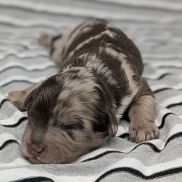 Nimbus - Merle male Cavapoo puppy in Salem, New Jersey from Dreamy Night Doodles