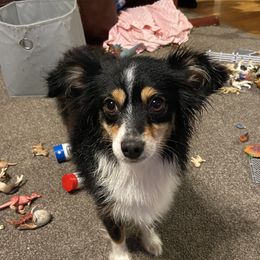 Kaia - Toy Australian Shepherd