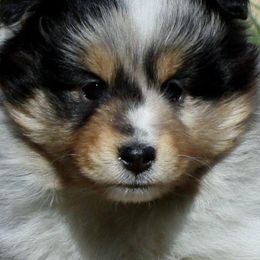 Shetland Sheepdogs from Vankrol Shelties