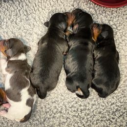 Dachshund Puppies from Gypsy Miniature Dachshunds