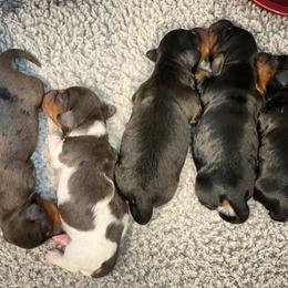 Dachshund Puppies from Gypsy Miniature Dachshunds