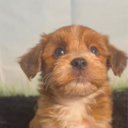 Bert - Red sable male Havanese puppy in Clermont, Florida from Country Sweet Havanese and Creative Coaching