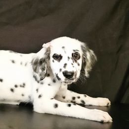 Jane - White and black female Dalmatian puppy in Sugar Land, Texas from Long Coat Dalmatians
