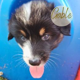 Gable - The Heartthrob - Black tri-color male Australian Shepherd puppy in Pittsville, Wisconsin from Match Dot Pup