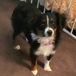 Australian Shepherds from Liza's Australian Shepherds