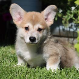 Bart - Red male Pembroke Welsh Corgi puppy in Pollock, Missouri from Northstar