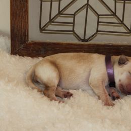 Girl 4 - Labrador Retriever puppy in Elk River, Minnesota from Stueber Labradors