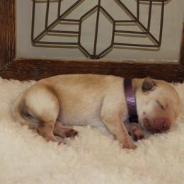 Girl 4 - Labrador Retriever puppy in Elk River, Minnesota from Stueber Labradors