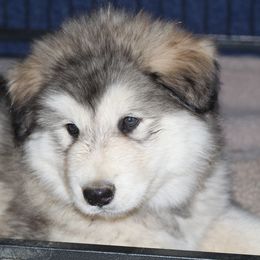 Light blue collar boy - Black and white Alaskan Malamute puppy in Grayson County, Virginia from River Bend Malamutes