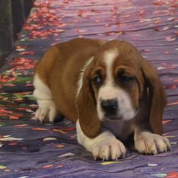 Basset Hound Puppies from Royal Baez Basset