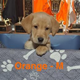 Orange Collar - Yellow male Labrador Retriever puppy in Delavan, Wisconsin from Diamond Flush Gun Dogs