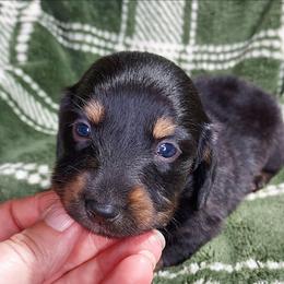 CKC NELLIE - Black and tan female Dachshund puppy in Swink, Oklahoma from Palali Farm