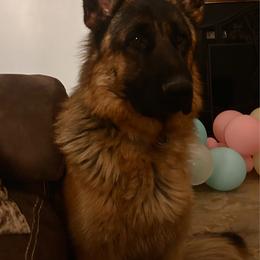 James - German Shepherd