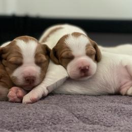 Brittany puppies from Jenvy Brittanys