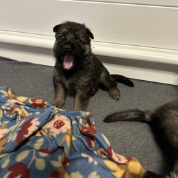 German Shepherd Puppies from Anderson German Shepherds LLC