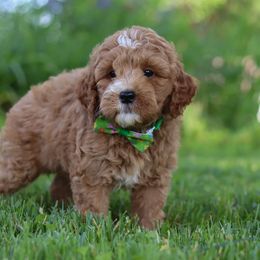 Yellow Boy - Parti male Goldendoodle puppy in Applecreek, Ohio from Pleasant Acre Farms