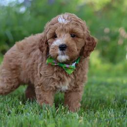 Yellow Boy - Parti male Goldendoodle puppy in Applecreek, Ohio from Pleasant Acre Farms