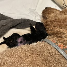 Poodle Puppies from Cano Homestead Poodles