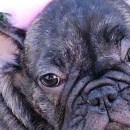 French Bulldogs from Sandy's Frenchies