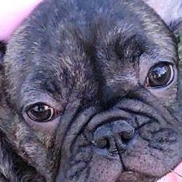 French Bulldogs from Sandy's Frenchies