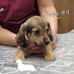 Boy 2 - Cream Dachshund puppy in Anamosa, Iowa from Melsh Precious Pets