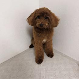 Cannoli - Poodle