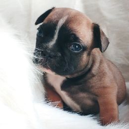 French Bulldogs from Windy Ridge French Bulldogs